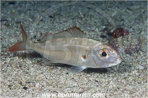 Island Susac, Croatia, Adriatic sea, Mediterranean sea, Pagellus acarne, Pagellus, Sparidae, Auxiliary bream, Seabream, Fish