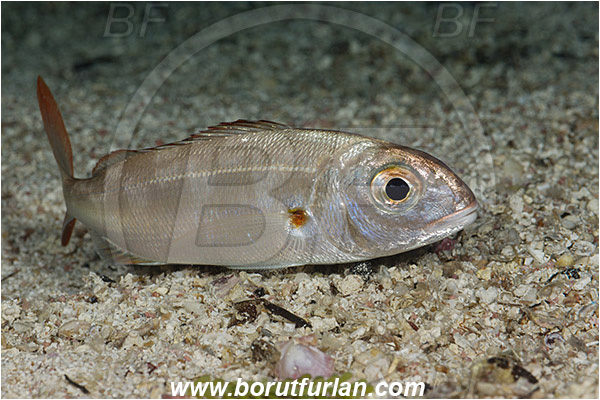 Island Susac, Croatia, Adriatic sea, Mediterranean sea, Pagellus acarne, Pagellus, Sparidae, Auxiliary bream, Seabream, Fish