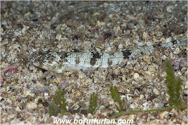Island Susac, Croatia, Adriatic sea, Mediterranean sea, Synodus saurus, Synodus, Synodontidae, Atlantic lizardfish, Lizardfish, Fish, Buried in the sand