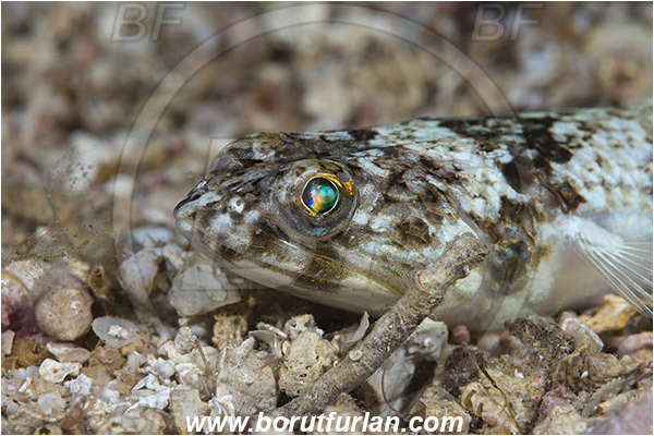 Island Susac, Croatia, Adriatic sea, Mediterranean sea, Synodus saurus, Synodus, Synodontidae, Atlantic lizardfish, Lizardfish, Fish, Portrait