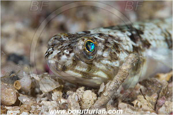 Island Susac, Croatia, Adriatic sea, Mediterranean sea, Synodus saurus, Synodus, Synodontidae, Atlantic lizardfish, Lizardfish, Fish, Portrait, Buried in the sand