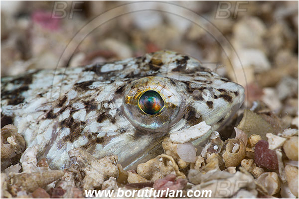 Island Susac, Croatia, Adriatic sea, Mediterranean sea, Synodus saurus, Synodus, Synodontidae, Atlantic lizardfish, Lizardfish, Fish, Portrait, Buried in the sand