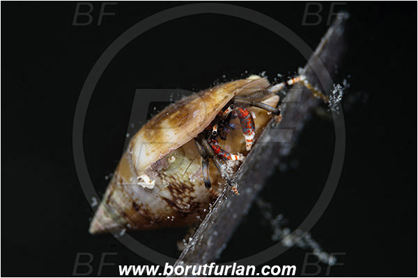 Island Susac, Croatia, Adriatic sea, Mediterranean sea, Calcinus tubularis, Calcinus, Diogenidae, Crustacea, Crustacean, Hermit crab, Crab