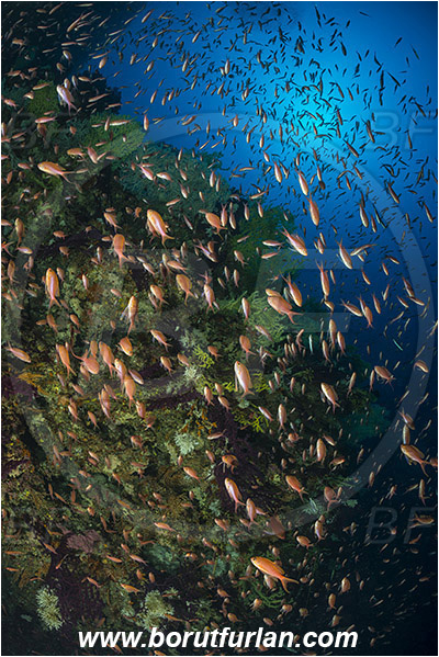 Island Susac, Croatia, Adriatic sea, Mediterranean sea, Paramuricea clavata, Paramuricea, Plexauridae, Mediterranean gorgonian, Sea fan, Coral, Cnidaria, Cnidarian, Anthias anthias, Anthias, Serranidae, Swallowtail seaperch, Seaperch, Fish, Fish school, Reef