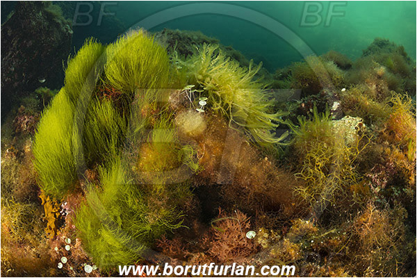 Island Susac, Croatia, Adriatic sea, Mediterranean sea, Reef, Pedobesia simplex, Pedobesia, Derbesiaceae, Green algae, Algae, Reef
