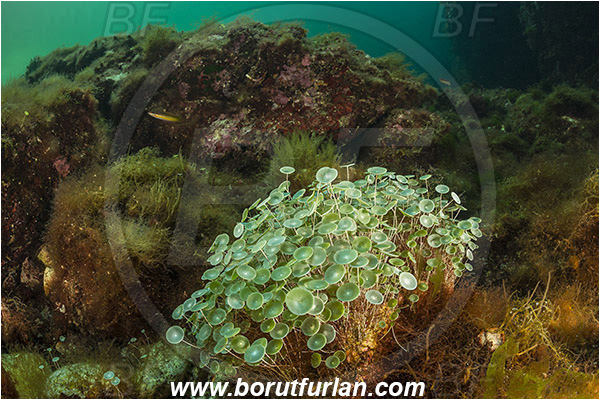 Island Susac, Croatia, Adriatic sea, Mediterranean sea, Acetabularia acetabulum, Acetabularia, Polyphysaceae, Mermaid