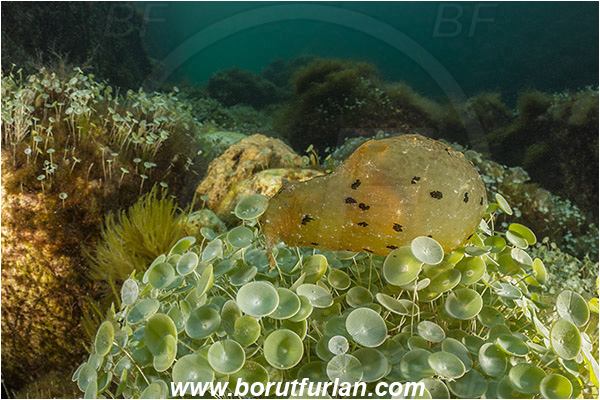 Island Susac, Croatia, Adriatic sea, Mediterranean sea, Acetabularia acetabulum, Acetabularia, Polyphysaceae, Mermaid