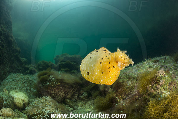 Island Susac, Croatia, Adriatic sea, Mediterranean sea, Reef, Notarchus punctatus, Notarchus, Aplysiidae, Sea hare, Nudibranch, Sea slug, Gastropoda, Mollusca, Swimming