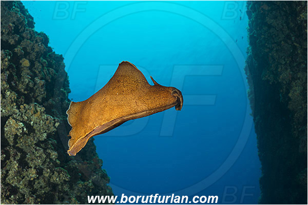 Island Susac, Croatia, Adriatic sea, Mediterranean sea, Aplysia fasciata, Aplysia, Aplysiidae, Mottled sea hare, Sea hare, Nudibranch, Sea slug, Gastropoda, Mollusca, Reef, Swimming