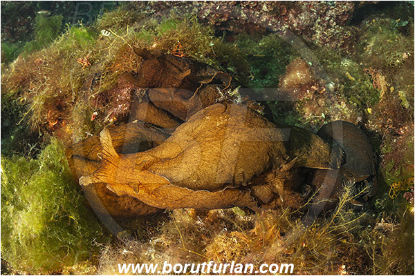 Island Susac, Croatia, Adriatic sea, Mediterranean sea, Aplysia fasciata, Aplysia, Aplysiidae, Mottled sea hare, Sea hare, Nudibranch, Sea slug, Gastropoda, Mollusca, Reef, Mating
