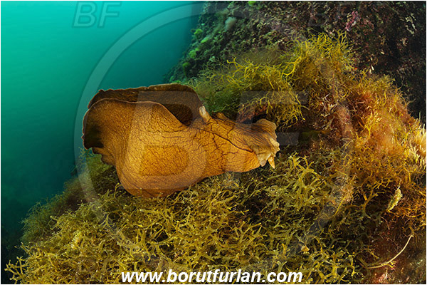 Island Susac, Croatia, Adriatic sea, Mediterranean sea, Aplysia fasciata, Aplysia, Aplysiidae, Mottled sea hare, Sea hare, Nudibranch, Sea slug, Gastropoda, Mollusca, Sea lake, Reef