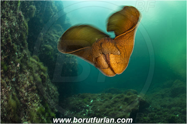 Island Susac, Croatia, Adriatic sea, Mediterranean sea, Aplysia fasciata, Aplysia, Aplysiidae, Mottled sea hare, Sea hare, Nudibranch, Sea slug, Gastropoda, Mollusca, Swimming, Sea lake, Reef