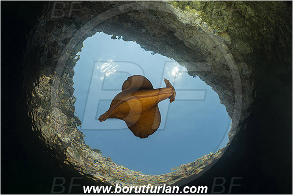 Island Susac, Croatia, Adriatic sea, Mediterranean sea, Aplysia fasciata, Aplysia, Aplysiidae, Mottled sea hare, Sea hare, Nudibranch, Sea slug, Gastropoda, Mollusca, Swimming, Sea lake, Reef