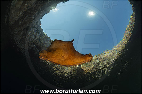 Island Susac, Croatia, Adriatic sea, Mediterranean sea, Aplysia fasciata, Aplysia, Aplysiidae, Mottled sea hare, Sea hare, Nudibranch, Sea slug, Gastropoda, Mollusca, Swimming, Sea lake, Reef