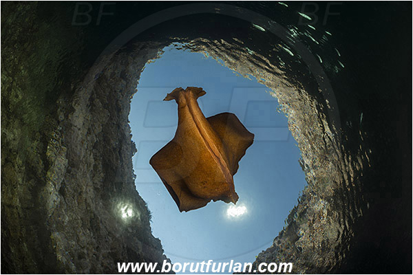 Island Susac, Croatia, Adriatic sea, Mediterranean sea, Aplysia fasciata, Aplysia, Aplysiidae, Mottled sea hare, Sea hare, Nudibranch, Sea slug, Gastropoda, Mollusca, Swimming, Sea lake, Reef