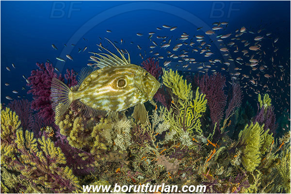 Island Susac, Croatia, Adriatic sea, Mediterranean sea, Zeus faber, Zeus, Zeidae, John Dory, St Pierre, Peter
