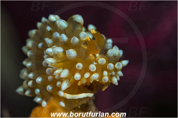Island Susac, Croatia, Adriatic sea, Mediterranean sea, Antiopella cristata, Antiopella, Janolidae, Crested aeolis, Nudibranch, Sea slug, Gastropoda, Mollusca