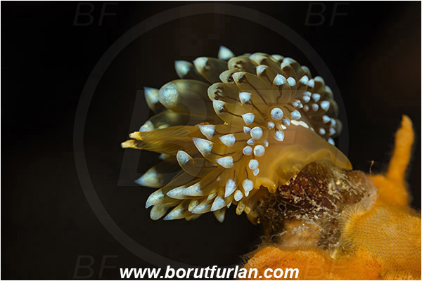 Island Susac, Croatia, Adriatic sea, Mediterranean sea, Antiopella cristata, Antiopella, Janolidae, Crested aeolis, Nudibranch, Sea slug, Gastropoda, Mollusca
