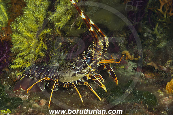 Island Susac, Croatia, Adriatic sea, Mediterranean sea, Palinurus elephas, Palinurus, Palinuridae, Decapoda, European spiny lobster, Spiny lobster, Lobster, Crustacea, Crustacean