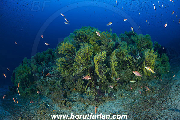 Island Susac, Croatia, Adriatic sea, Mediterranean sea, Paramuricea clavata, Paramuricea, Plexauridae, Mediterranean gorgonian, Sea fan, Coral, Cnidaria, Cnidarian, Reef, Deep reef