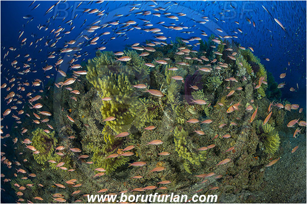 Island Susac, Croatia, Adriatic sea, Mediterranean sea, Paramuricea clavata, Paramuricea, Plexauridae, Mediterranean gorgonian, Sea fan, Coral, Cnidaria, Cnidarian, Anthias anthias, Anthias, Serranidae, Swallowtail seaperch, Seaperch, Fish, Fish school, Reef