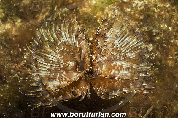 Island Susac, Croatia, Adriatic sea, Mediterranean sea, Bispira volutacornis, Bispira, Sabellidae, Twin fan worm, Worm, Polychaeta