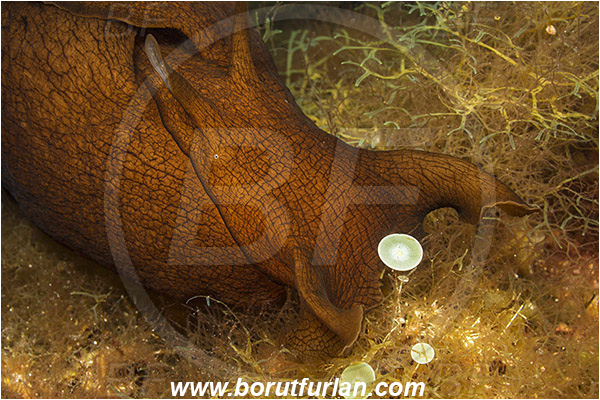 Island Susac, Croatia, Adriatic sea, Mediterranean sea, Aplysia fasciata, Aplysia, Aplysiidae, Mottled sea hare, Sea hare, Nudibranch, Sea slug, Gastropoda, Mollusca, Portrait