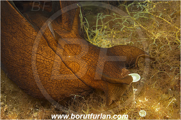 Island Susac, Croatia, Adriatic sea, Mediterranean sea, Aplysia fasciata, Aplysia, Aplysiidae, Mottled sea hare, Sea hare, Nudibranch, Sea slug, Gastropoda, Mollusca, Portrait
