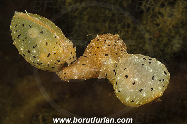Island Susac, Croatia, Adriatic sea, Mediterranean sea, Notarchus punctatus, Notarchus, Aplysiidae, Sea hare, Nudibranch, Sea slug, Gastropoda, Mollusca, Mating