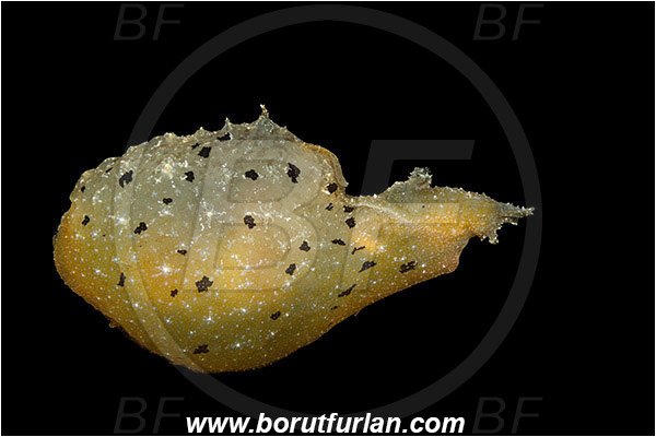 Island Susac, Croatia, Adriatic sea, Mediterranean sea, Notarchus punctatus, Notarchus, Aplysiidae, Sea hare, Nudibranch, Sea slug, Gastropoda, Mollusca, Swimming