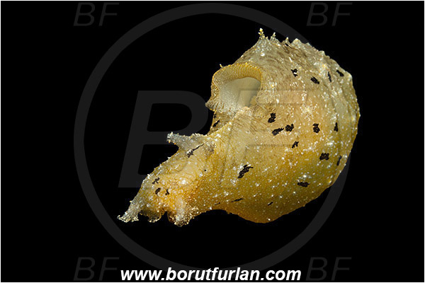 Island Susac, Croatia, Adriatic sea, Mediterranean sea, Notarchus punctatus, Notarchus, Aplysiidae, Sea hare, Nudibranch, Sea slug, Gastropoda, Mollusca, Swimming