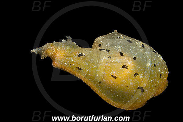 Island Susac, Croatia, Adriatic sea, Mediterranean sea, Notarchus punctatus, Notarchus, Aplysiidae, Sea hare, Nudibranch, Sea slug, Gastropoda, Mollusca, Swimming