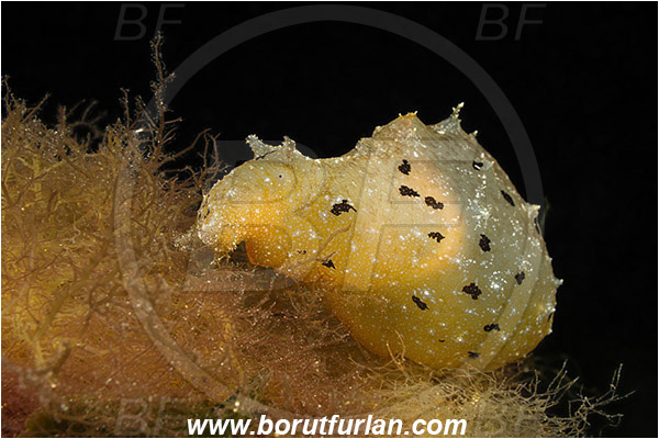 Island Susac, Croatia, Adriatic sea, Mediterranean sea, Notarchus punctatus, Notarchus, Aplysiidae, Sea hare, Nudibranch, Sea slug, Gastropoda, Mollusca