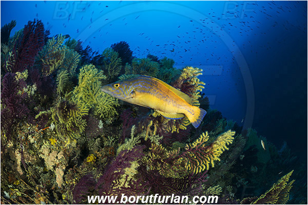 Island Susac, Croatia, Adriatic sea, Mediterranean sea, Paramuricea clavata, Paramuricea, Plexauridae, Mediterranean gorgonian, Sea fan, Coral, Cnidaria, Cnidarian, Reef, Labrus mixtus, Labrus, Labridae, Cuckoo wrasse, Wrasse, Fish, Male