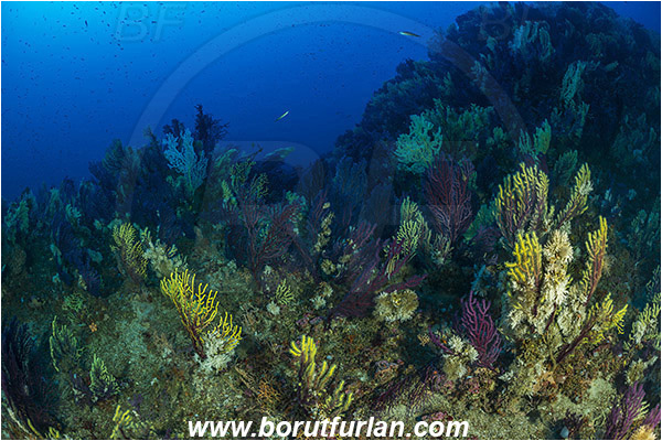 Island Susac, Croatia, Adriatic sea, Mediterranean sea, Paramuricea clavata, Paramuricea, Plexauridae, Mediterranean gorgonian, Sea fan, Coral, Cnidaria, Cnidarian, Reef