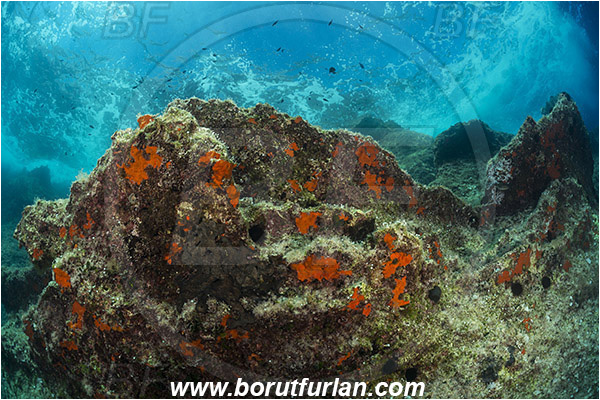 Island Susac, Croatia, Adriatic sea, Mediterranean sea, Reef, Rock, Waves