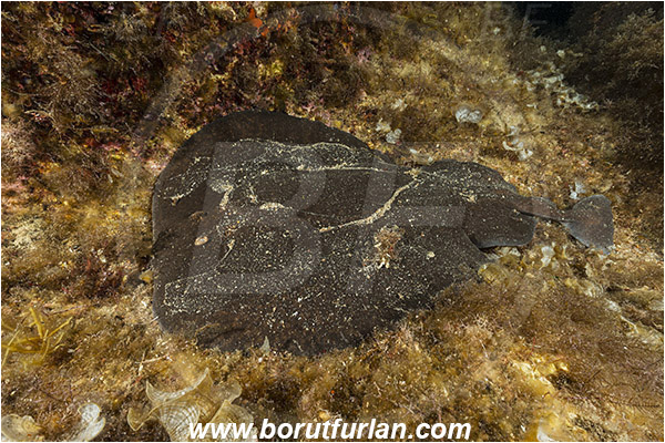 Island Susac, Croatia, Adriatic sea, Mediterranean sea, Torpedo marmorata, Torpedo, Torpedinidae, Elasmobranchii, Marbled electric ray, Electric ray, Fish