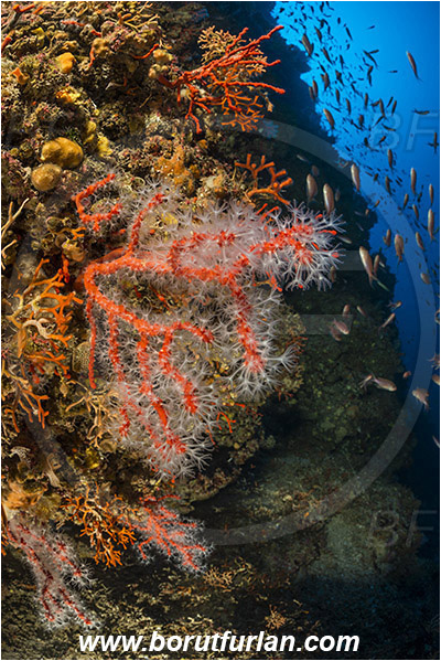 Island Susac, Croatia, Adriatic sea, Mediterranean sea, Corallium rubrum, Corallium, Coralliidae, Precious Coral, Red coral, Coral, Anthozoa, Cnidaria, Cnidarian, Reef