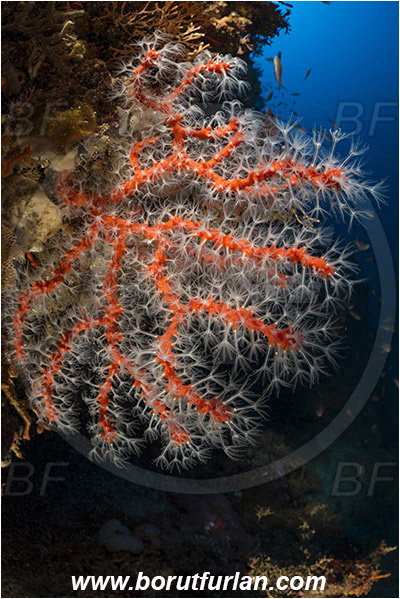 Island Susac, Croatia, Adriatic sea, Mediterranean sea, Corallium rubrum, Corallium, Coralliidae, Precious Coral, Red coral, Coral, Anthozoa, Cnidaria, Cnidarian, Reef