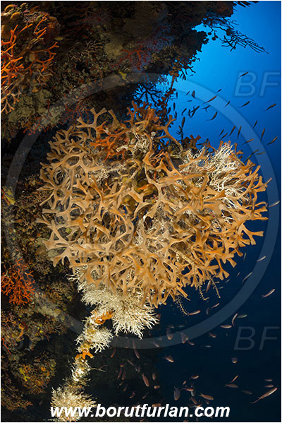 Island Susac, Croatia, Adriatic sea, Mediterranean sea, Pentapora fascialis, Pentapora, Bitectiporidae, Bryozoa, Bryozoan, Reef