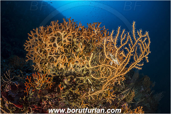 Island Susac, Croatia, Adriatic sea, Mediterranean sea, Pentapora fascialis, Pentapora, Bitectiporidae, Bryozoa, Bryozoan, Reef