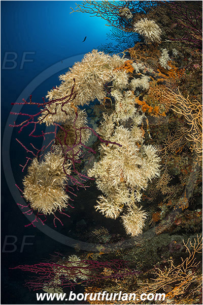 Island Susac, Croatia, Adriatic sea, Mediterranean sea, Paramuricea clavata, Paramuricea, Plexauridae, Mediterranean gorgonian, Sea fan, Coral, Cnidaria, Cnidarian, Salmacina sp., Salmacina, Serpulidae, Colony of tangled tube worm, Worm, Polychaeta, Reef