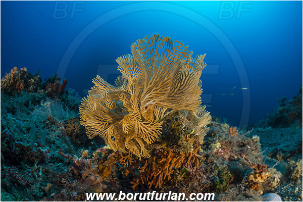 Island Susac, Croatia, Adriatic sea, Mediterranean sea, Hornera frondiculata, Hornera, Horneridae, Bryozoa, Bryozoan, Reef