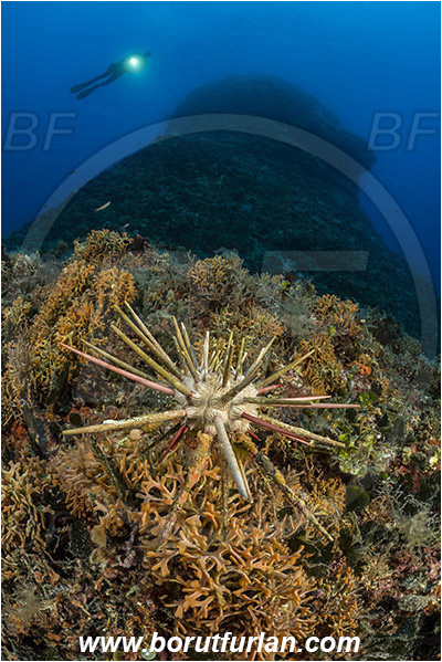 Island Susac, Croatia, Adriatic sea, Mediterranean sea, Stylocidaris affinis, Stylocidaris, Cidaridae, Red lance urchin, Sea urchin, Echinoidea, Echinodermata, Echinoderm, Reef, Diver