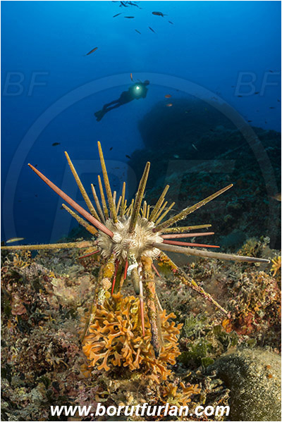Island Susac, Croatia, Adriatic sea, Mediterranean sea, Stylocidaris affinis, Stylocidaris, Cidaridae, Red lance urchin, Sea urchin, Echinoidea, Echinodermata, Echinoderm, Reef, Diver