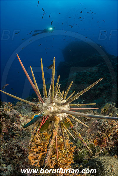 Island Susac, Croatia, Adriatic sea, Mediterranean sea, Stylocidaris affinis, Stylocidaris, Cidaridae, Red lance urchin, Sea urchin, Echinoidea, Echinodermata, Echinoderm, Reef, Diver