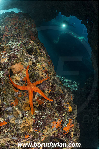 Island Susac, Croatia, Adriatic sea, Mediterranean sea, Hacelia attenuata, Hacelia, Ophidiasteridae, Smooth starfish, Strafish, Asteroidea, Echinodermata, Echinoderm, Reef, Cave, Light rays, Diver
