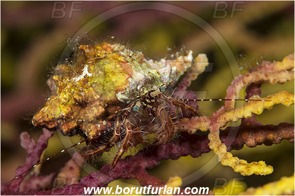 Island Susac, Croatia, Adriatic sea, Mediterranean sea, Pagurus anachoretus, Pagurus, Paguridae, Crustacea, Crustacean, Long-armed Hermit Crab, Hermit crab, Crab