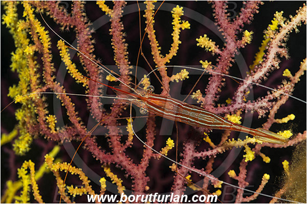 Island Susac, Croatia, Adriatic sea, Mediterranean sea, Plesionika narval, Plesionika, Pandalidae, Decapoda, Narwal shrimp, Shrimp, Crustacea, Crustacean