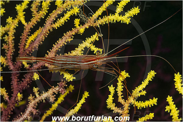 Island Susac, Croatia, Adriatic sea, Mediterranean sea, Plesionika narval, Plesionika, Pandalidae, Decapoda, Narwal shrimp, Shrimp, Crustacea, Crustacean